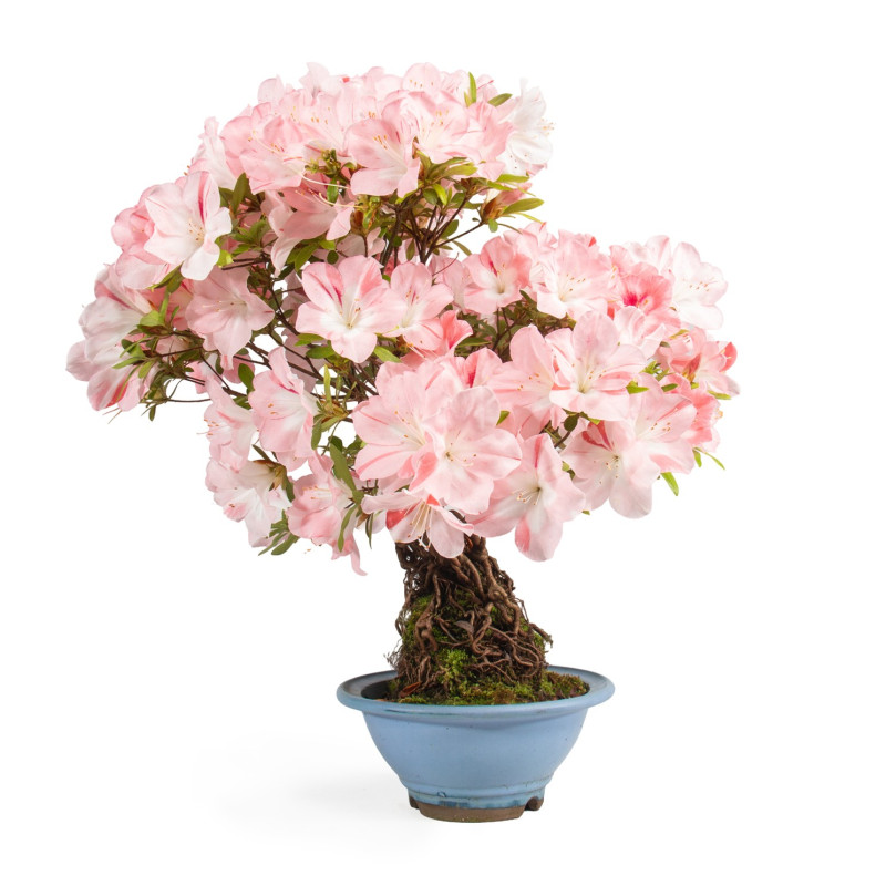 Azalea satsuki - B4808