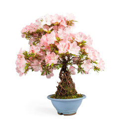 Azalea satsuki - B4808