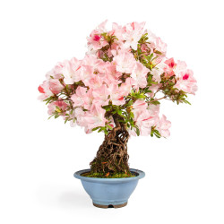 Azalea satsuki - B4808