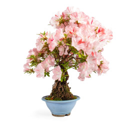 Azalea satsuki - B4808