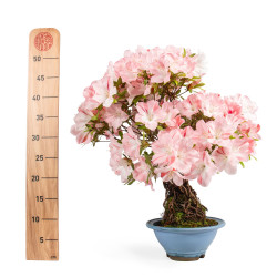 Azalea satsuki - B4808