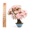 Azalea satsuki - B4808