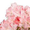 Azalea satsuki - B4808