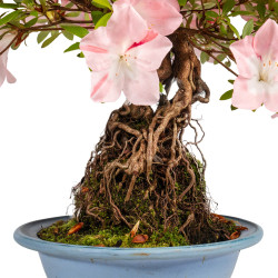 Azalea satsuki - B4808
