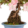 Azalea satsuki - B4808