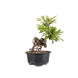 Pyracantha - B4838
