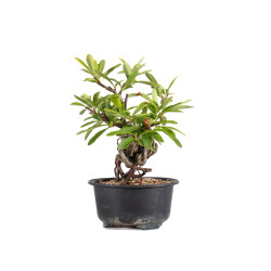Pyracantha - B4838