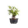 Pyracantha - B4838