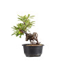 Pyracantha - B4838