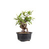 Pyracantha - B4838