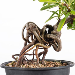 Pyracantha - B4838