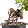 Pyracantha - B4838