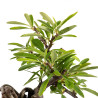 Pyracantha - B4838