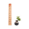 Pyracantha - B4838