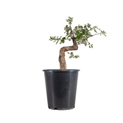 Quercus suber - B4932
