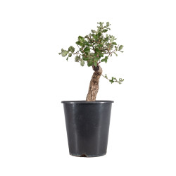 Quercus suber - B4932
