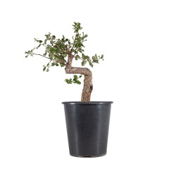 Quercus suber - B4932