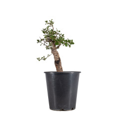 Quercus suber - B4932