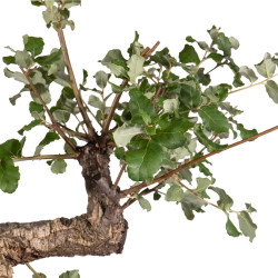 Quercus suber - B4932