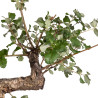 Quercus suber - B4932