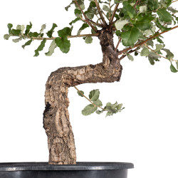 Quercus suber - B4932