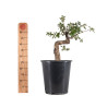 Quercus suber - B4932