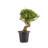 Gardenia jasminoides - B4967