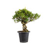Gardenia jasminoides - B4967