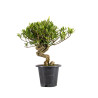Gardenia jasminoides - B4967