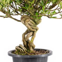 Gardenia jasminoides - B4967