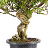 Gardenia jasminoides - B4967