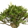 Gardenia jasminoides - B4967