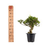 Gardenia jasminoides - B4967