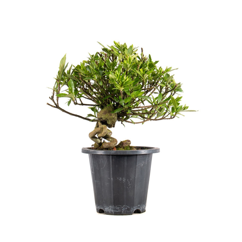 Gardenia jasminoides - B4970