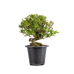 Gardenia jasminoides - B4970
