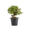 Gardenia jasminoides - B4970