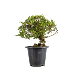 Gardenia jasminoides - B4970