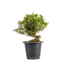 Gardenia jasminoides - B4970