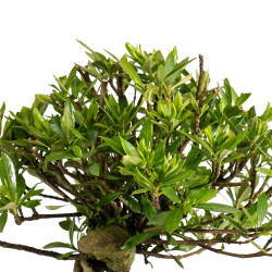 Gardenia jasminoides - B4970