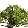 Gardenia jasminoides - B4970
