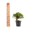 Gardenia jasminoides - B4970