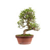 Gardenia jasminoides - B4972