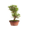 Gardenia jasminoides - B4972