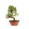 Gardenia jasminoides - B4972