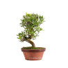 Gardenia jasminoides - B4972