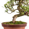 Gardenia jasminoides - B4972