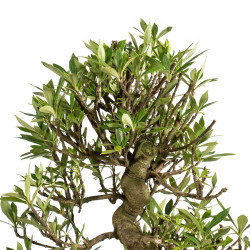Gardenia jasminoides - B4972