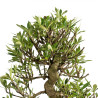 Gardenia jasminoides - B4972