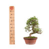 Gardenia jasminoides - B4972