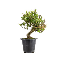 Gardenia jasminoides - B4973
